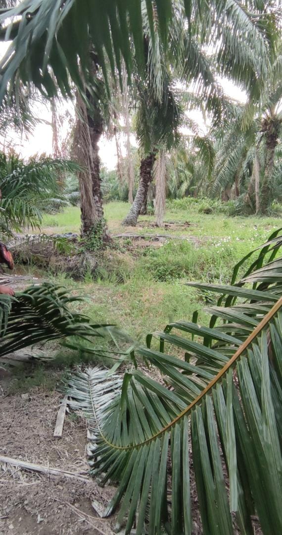 Tanah kelapa sawit di Sungai Burong